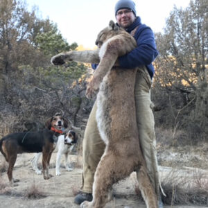 Mountain lion hunting in New Mexico.