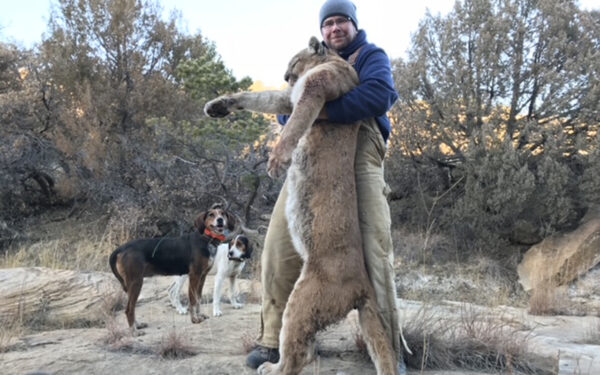 Mountain lion hunting in New Mexico.