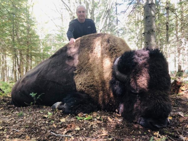 Quebec Bison Hunting Estate