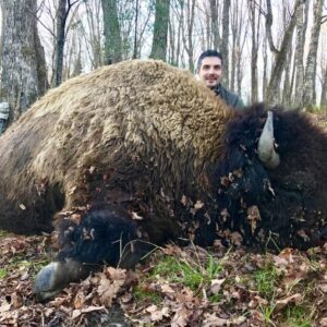 Quebec Bison Hunting Estate