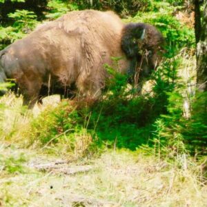 Quebec Bison Hunting Estate