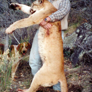 Utah Mountain Lion Hunting