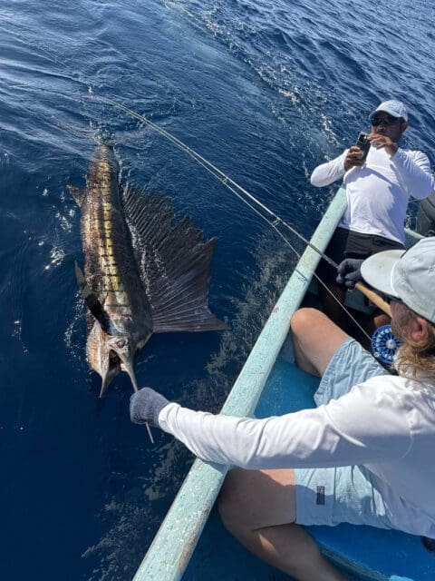 Sailfish on the fly