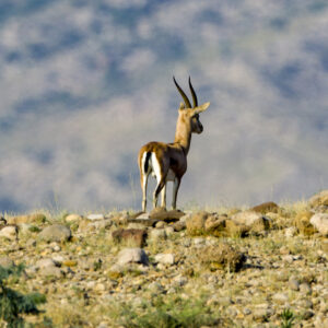 Chinkara Hunts