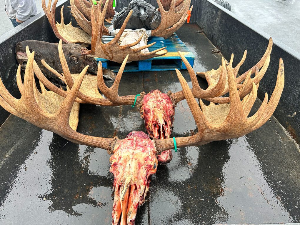 Great moose hunt