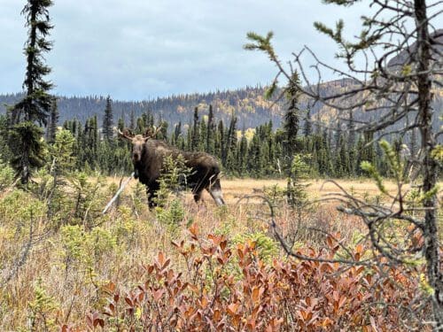 Moose coming into a call