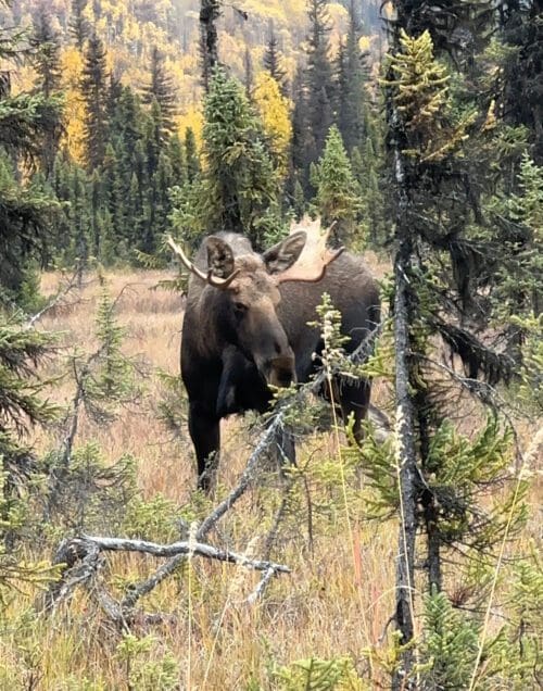Moose coming into a call
