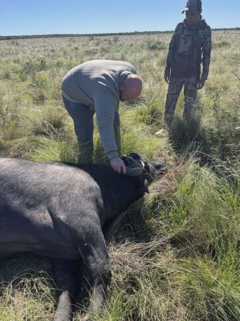 Water buffalo charge in Corrientes.