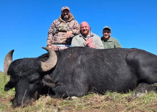 Mark with a free range Argentina water buffalo.
