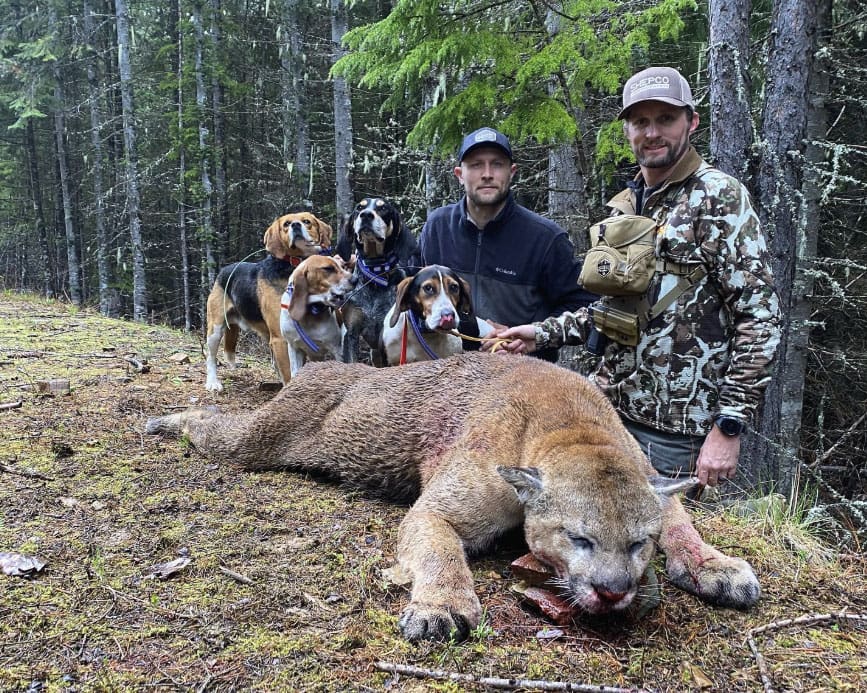 Arizona mountain lion hunts