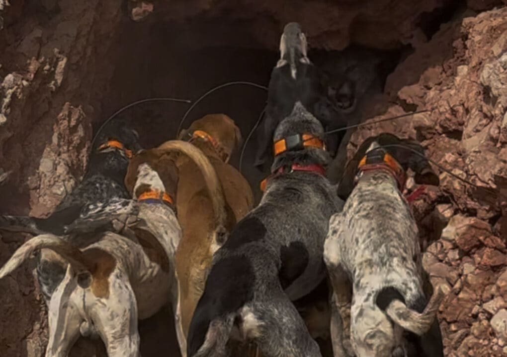 Dry ground mountain lion hunting in Arizona
