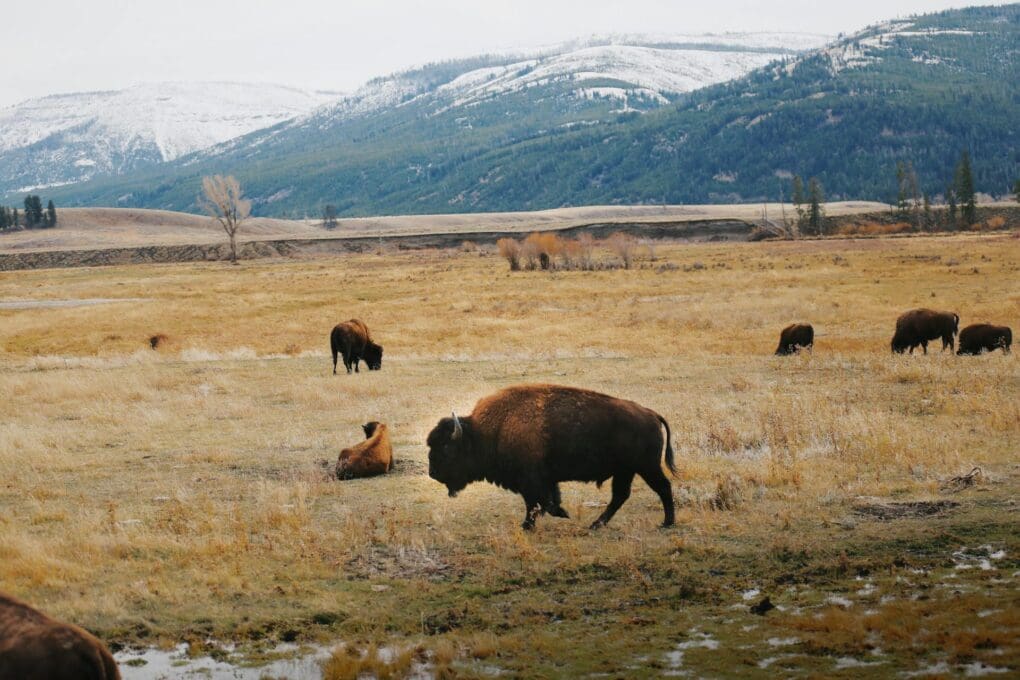Bison in Yellowstone