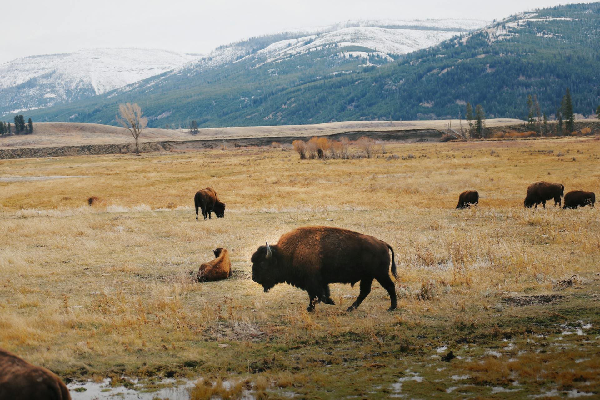 Bison in Yellowstone