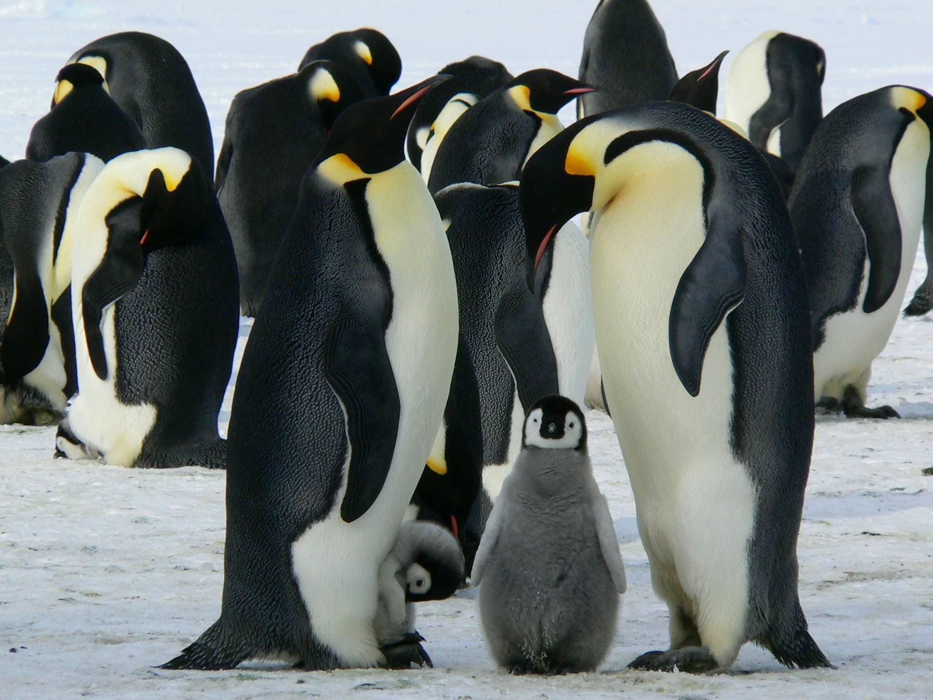 Penguins in Antarctica
