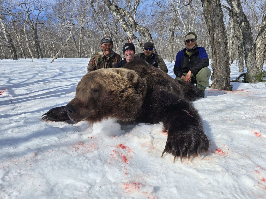 Brown bear hunting in Russia