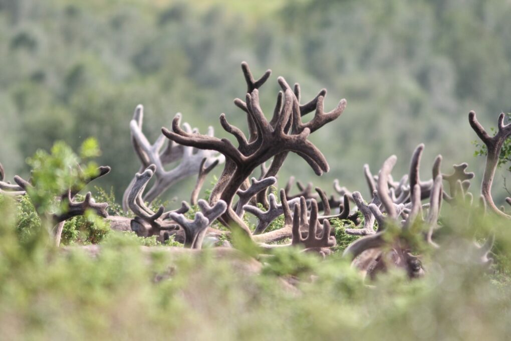Bachelor herd of Reindeer Bulls in Norway » Outdoors International Bachelor herd of Reindeer Bulls in Norway