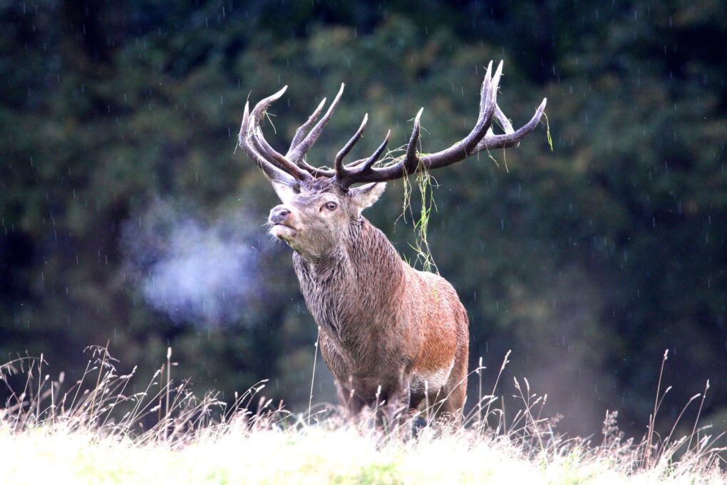 A European red stag during the roar