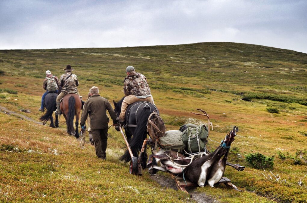 Packing out a Norway reindeer with horses » Outdoors International Packing out a Norway reindeer with horses