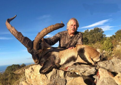 Southeastern Spanish Ibex