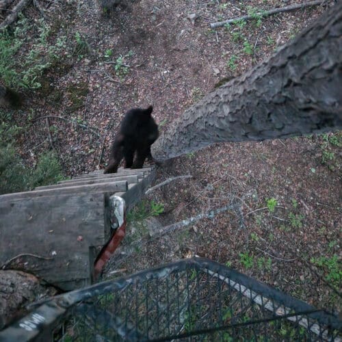 Black bear climbing treestand » Outdoors International Black bear climbing treestand