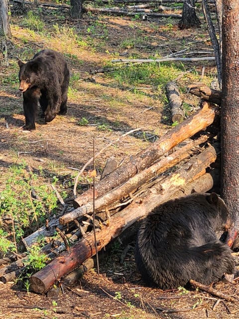 A bear coming into the bait » Outdoors International A bear coming into the bait