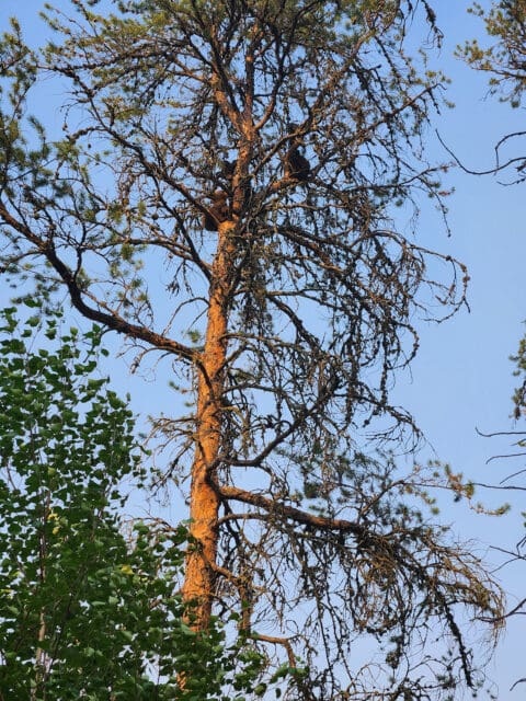 A bear up in a pine tree » Outdoors International A bear up in a pine tree