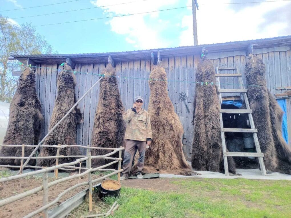 Huge brown bears hanging on a shed