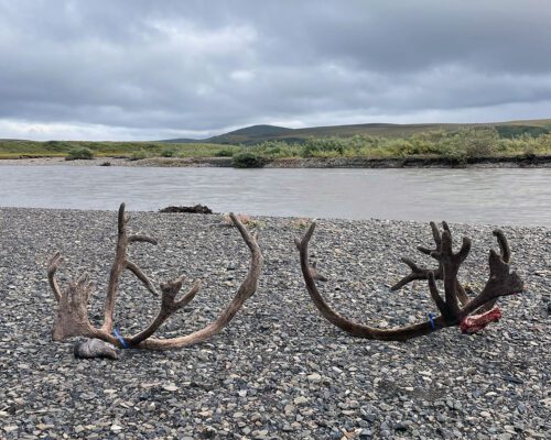 Clients Alaska DIY Caribou RAV 2025 » Outdoors International A successful group of hunters tagged out on caribou.