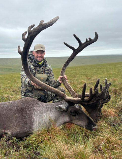 A nice Alaska Caribou
