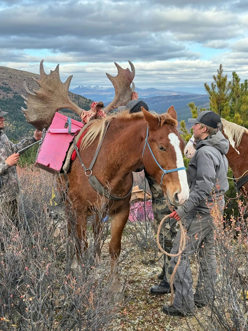 Randy Taylor client BC Moose Packout on Horses SPTZRO 2025 » Outdoors International Packing out a moose with horses.