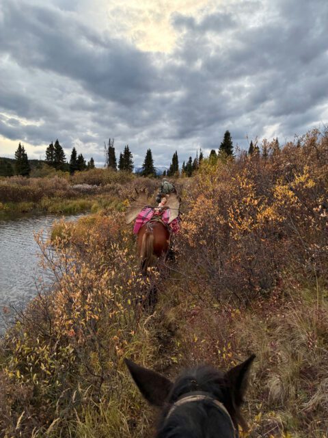 Packing out a moose with horses.