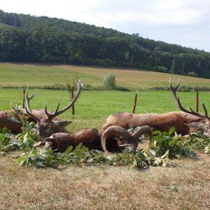 7 and 8kg stags and a trophy mouflon sheep taken with our great outfitter in Hungary.