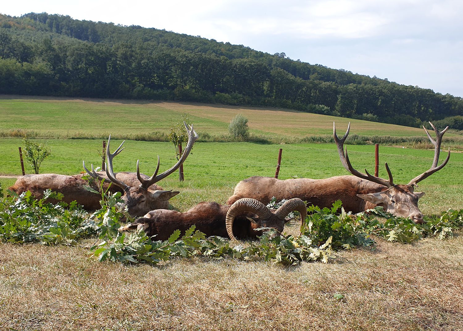 7 and 8kg stags and a trophy mouflon sheep taken with our great outfitter in Hungary. » Outdoors International 7 and 8kg stags and a trophy mouflon sheep taken with our great outfitter in Hungary.