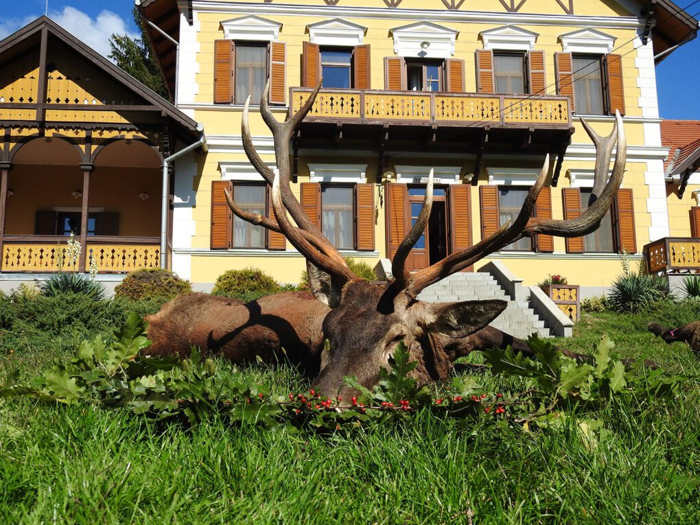 Red Stag Hunting in Hungary