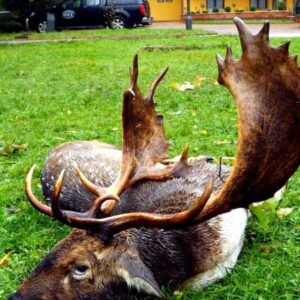 Fallow deer hunting in Hungary