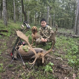 Archery fallow deer hunting in Hungary