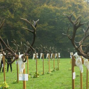 A season of successful red stag hunting in Hungary » Outdoors International A season of successful red stag hunting in Hungary