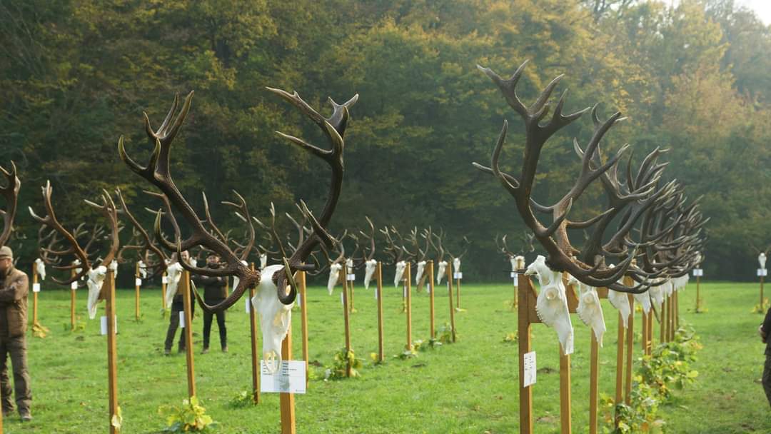 A season of successful red stag hunting in Hungary » Outdoors International A season of successful red stag hunting in Hungary