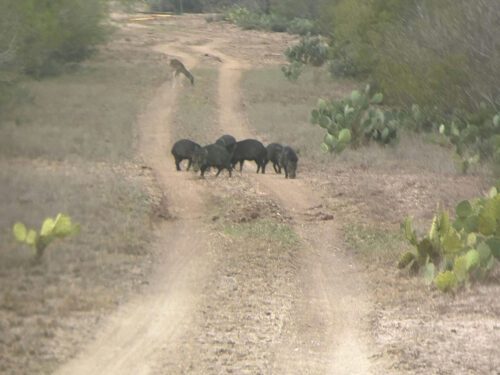 Javelina on the road in Texas