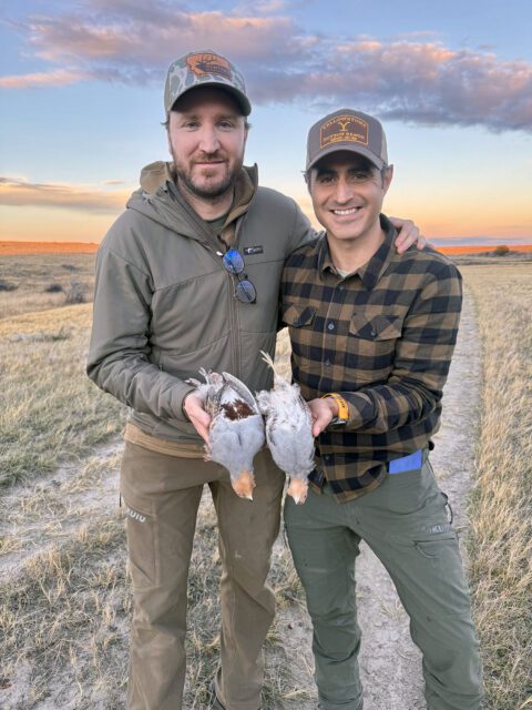 Hungarian partridge hunting in Montana.