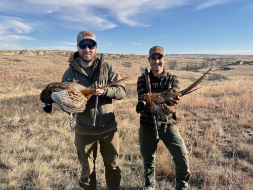 Pheasant hunting in Montana