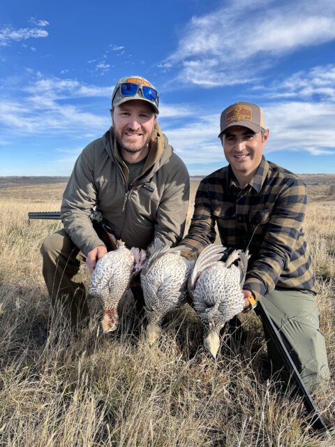 Sharptail grouse hunting in Montana