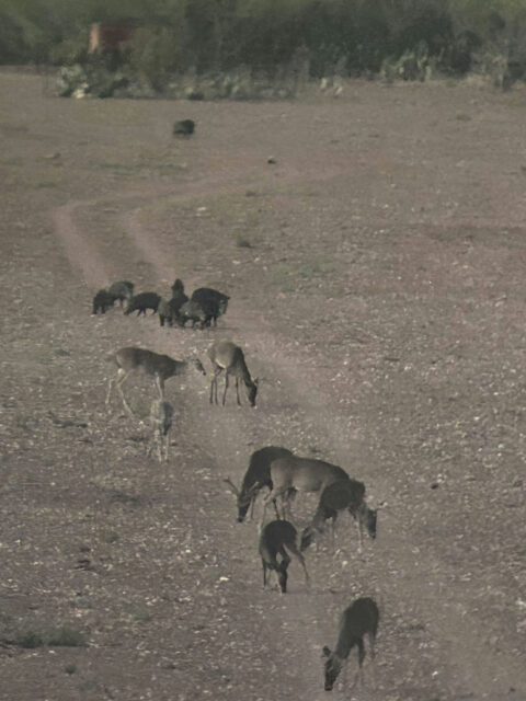 Whitetails and javelina.