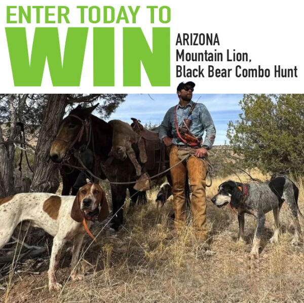 Win an arizona mountain lion black bear hunt in the OI Draw