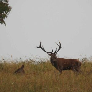 Live Red Stag in Hungary