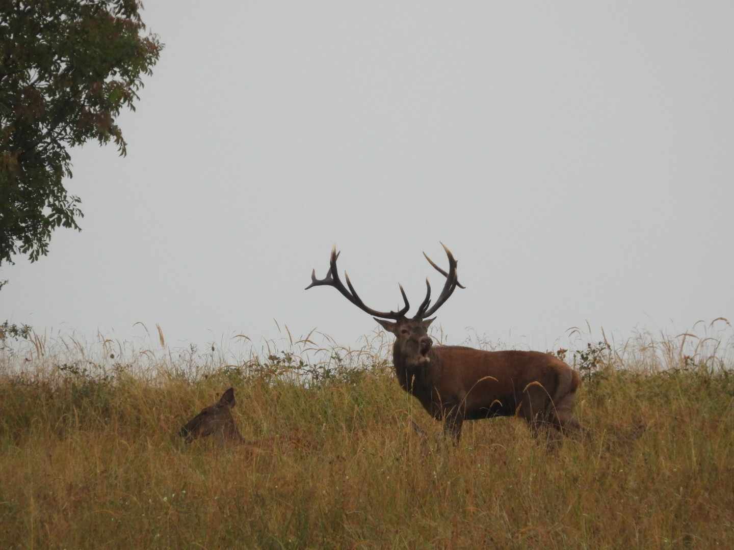 Live Red Stag in Hungary » Outdoors International Live Red Stag in Hungary