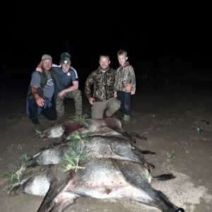 driven wild boar hunting Hungary
