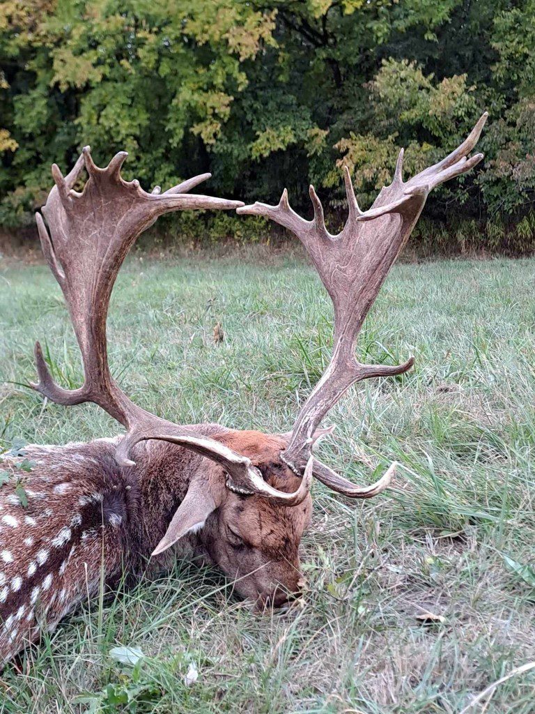 Fallow deer hunts