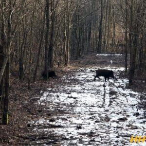 driven wild boar hunting Hungary