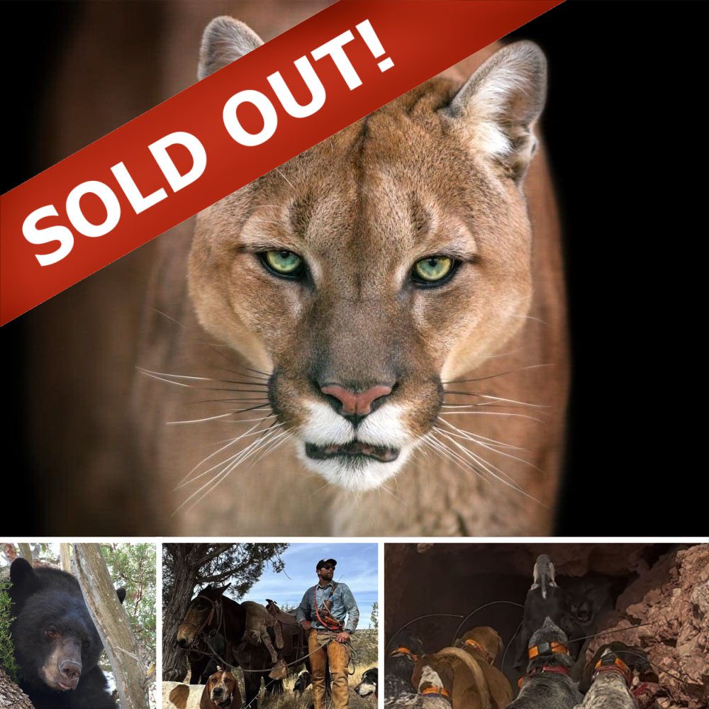 Mountain lion oi draw sold out » Outdoors International This super cool bear/lion combo offers a unique experience to hunt black bear and mountain lion in the same week with one of the best houndsmen teams in the west. This is a wall tent camp with all the amenities of home.